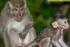 macaque mother and infant